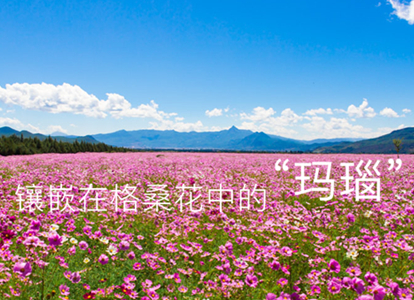 镶嵌在格桑花中的“玛瑙”